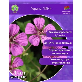 Герань ПИНК