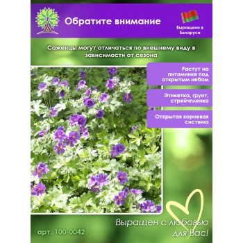 Герань ГИМАЛАЙСКАЯ