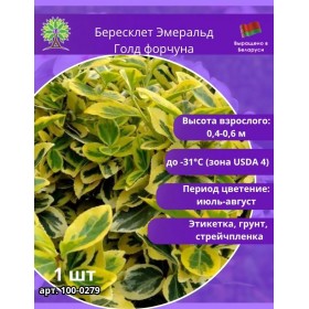 Бересклет Эмеральд Голд форчуна