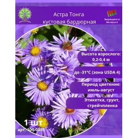 Астра кустовая «Тонга» бардюрная