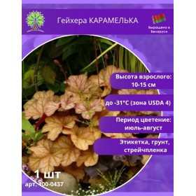Гейхера КАРАМЕЛЬКА