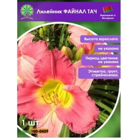 Лилейник ФАЙНАЛ ТАЧ Лилейник ФАЙНАЛ ТАЧ