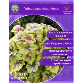 Гейхерелла Фаер Фрос