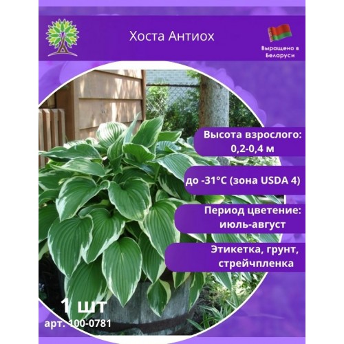 Хоста Антиох
