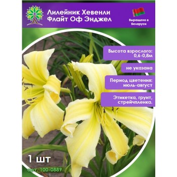 Лилейник Хевенли Флайт Оф Энджел