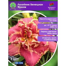 Лилейник Венециан Фринж