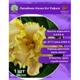 Лилейник Нэсин Бэт Рэфэлз