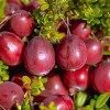 Клюква крупноплодная Стивенс