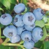 Голубика Река (ранний)