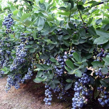 Голубика Либерти (поздний)