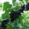 Смородина черная Лентяй