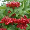 Калина обыкновенная Таёжные Рубины