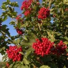 Калина обыкновенная Таёжные Рубины