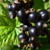 Смородина черная Дачница