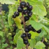 Смородина черная Дачница