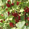 Смородина красная Коралловая