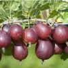 Крыжовник Серенада