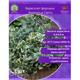 Бересклет форчуна Эмеральд Гаети