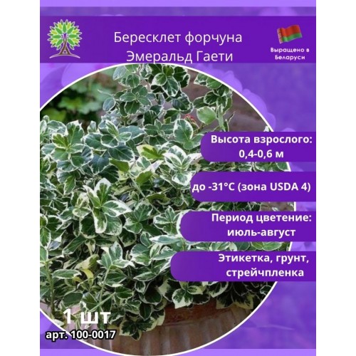Бересклет форчуна Эмеральд Гаети