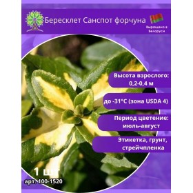 Бересклет Санспот форчуна