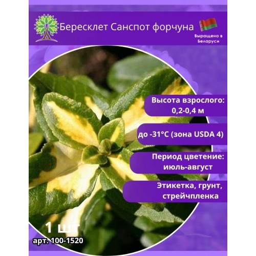 Бересклет Санспот форчуна