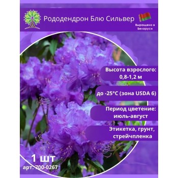 Рододендрон Блю Сильвер - компактный, морозостойкий