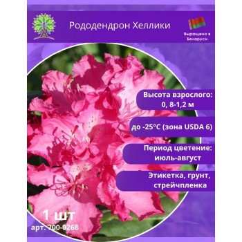 Рододендрон Хеллики компактный и вечнозелёный куст