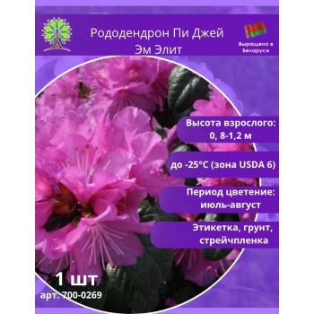 Рододендрон Пи Джей Эм Элит (P.J.M Elite) - невысокий