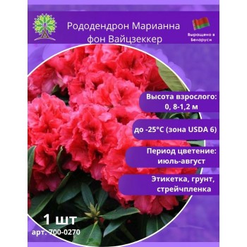 Рододендрон Марианна фон Вайцзеккер