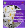 Рододендрон Мадам Массон