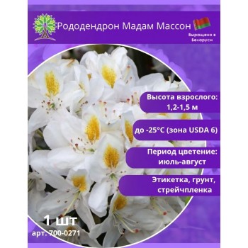 Рододендрон Мадам Массон