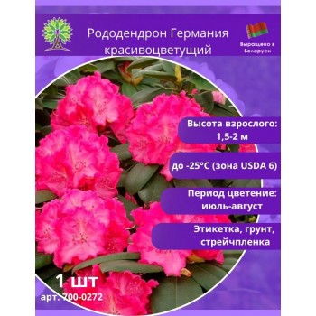 Рододендрон Германия красивоцветущий кустарник