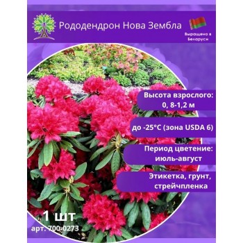 Рододендрон Нова Зембла - неприхотливый, болезнеустойчивый