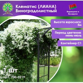 Клематис (ЛИАНА) Виноградолистный Клематис (ЛИАНА) Виноградолистный