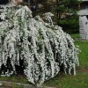 Спирея СНОУМАУНД невеста
