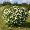 Калина обыкновенная Roseum