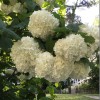 Калина обыкновенная Roseum