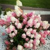 Гортензия Литл Фрайз метельчатая