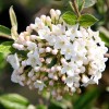 Калина Берквуда (штамб)