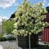 Калина Берквуда (штамб)