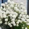 Калина Берквуда (штамб)