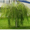 Береза Юнги повислая