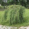 Береза Юнги повислая