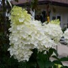 Гортензия Сильвер Доллар -