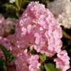 Гортензия метельчатая Ванилла Фрейз