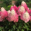 Гортензия метельчатая Ванилла Фрейз