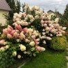 Гортензия метельчатая Скайфол