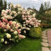 Гортензия метельчатая Фрайз Мэльба