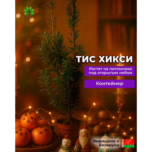 Тис Хикси средний