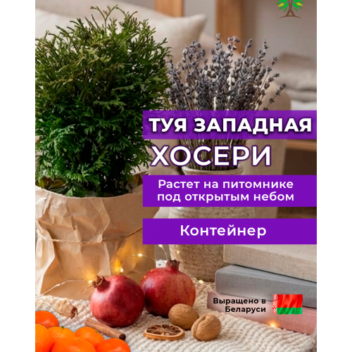 Туя западная ХОСЕРИ